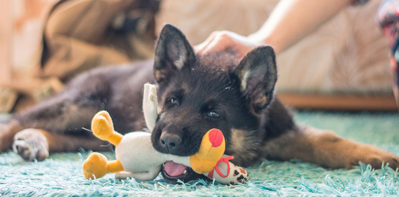 Pets Provide a Healthy Distraction